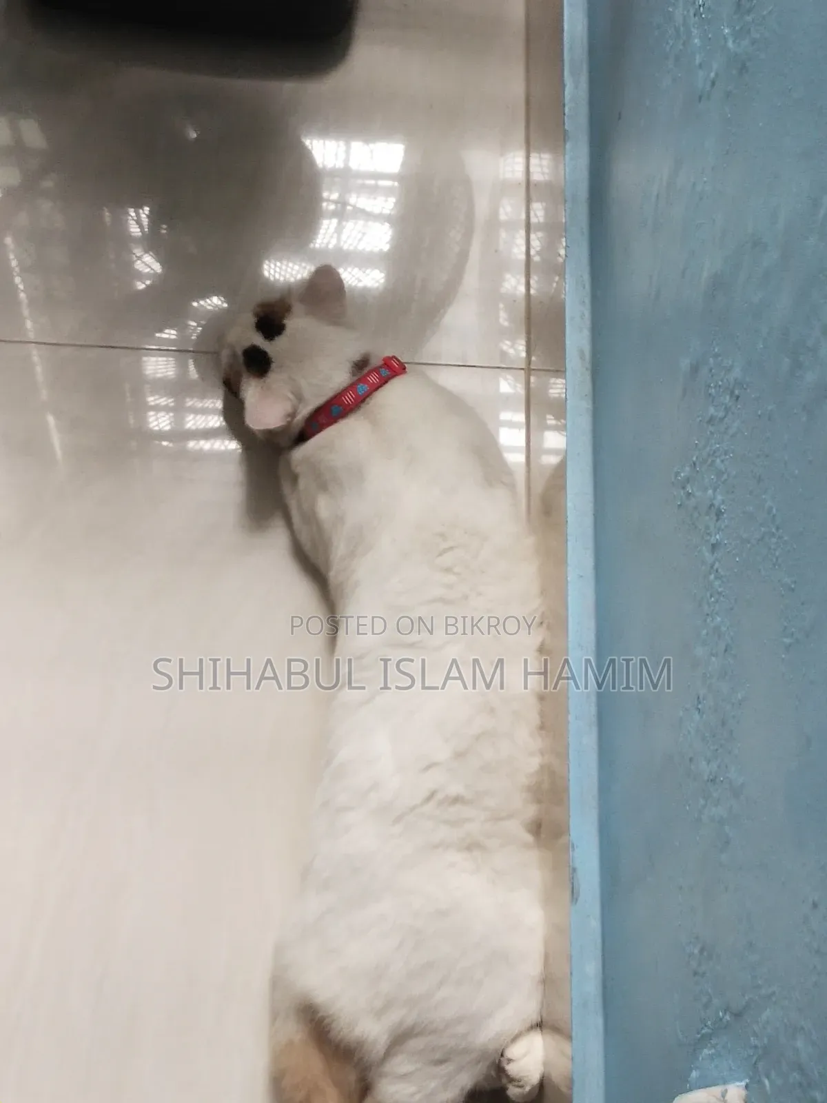 3-6 months Male Mixed Breed Persian