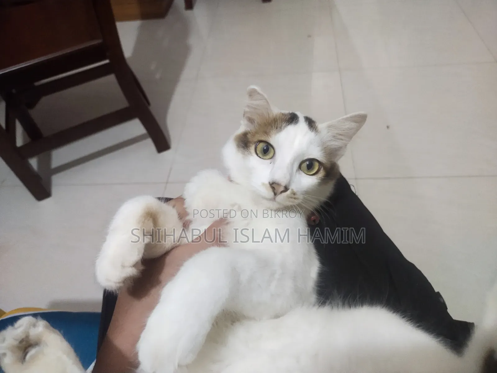 3-6 months Male Mixed Breed Persian