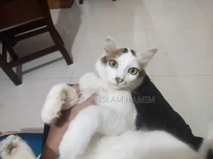 3-6 months Male Mixed Breed Persian