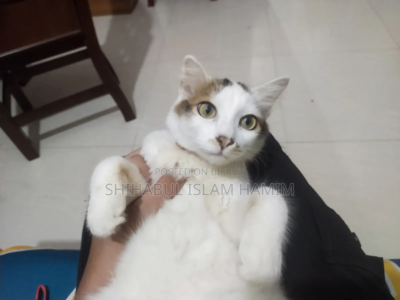 3-6 months Male Mixed Breed Persian