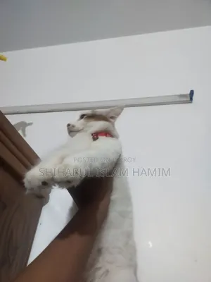 3-6 months Male Mixed Breed Persian
