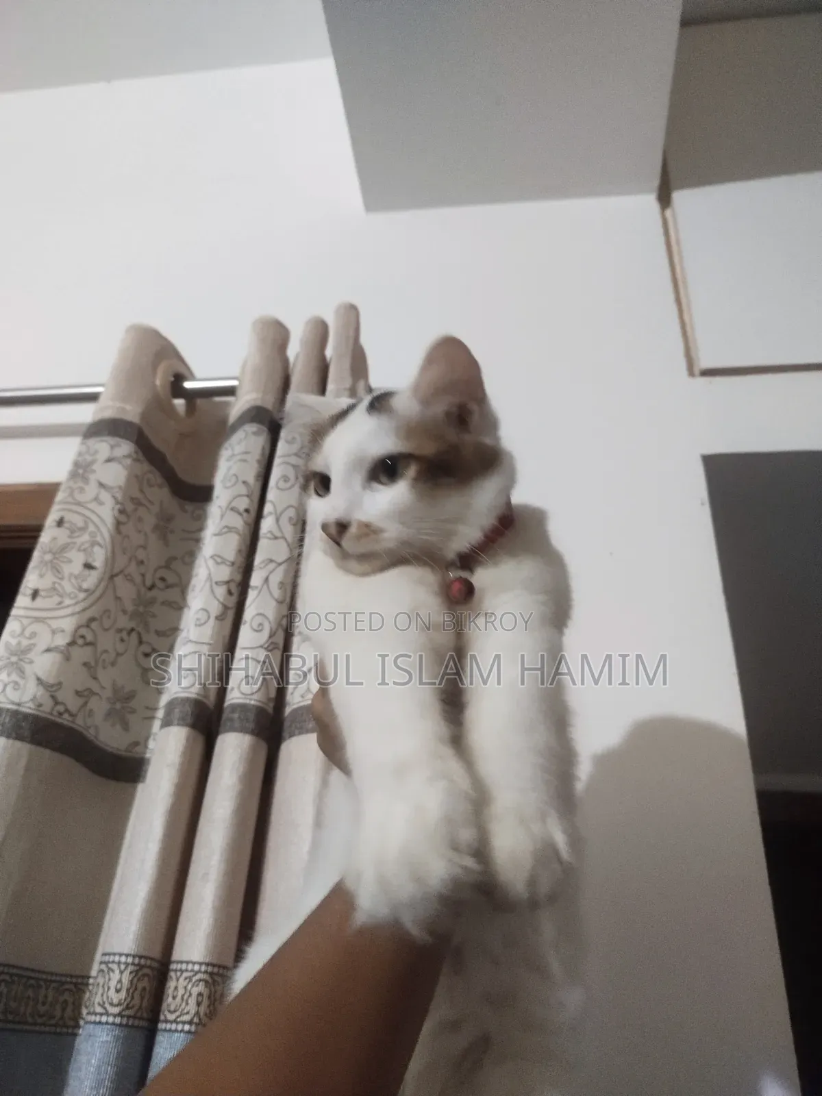 3-6 months Male Mixed Breed Persian