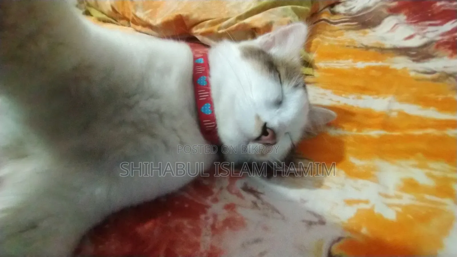 3-6 months Male Mixed Breed Persian