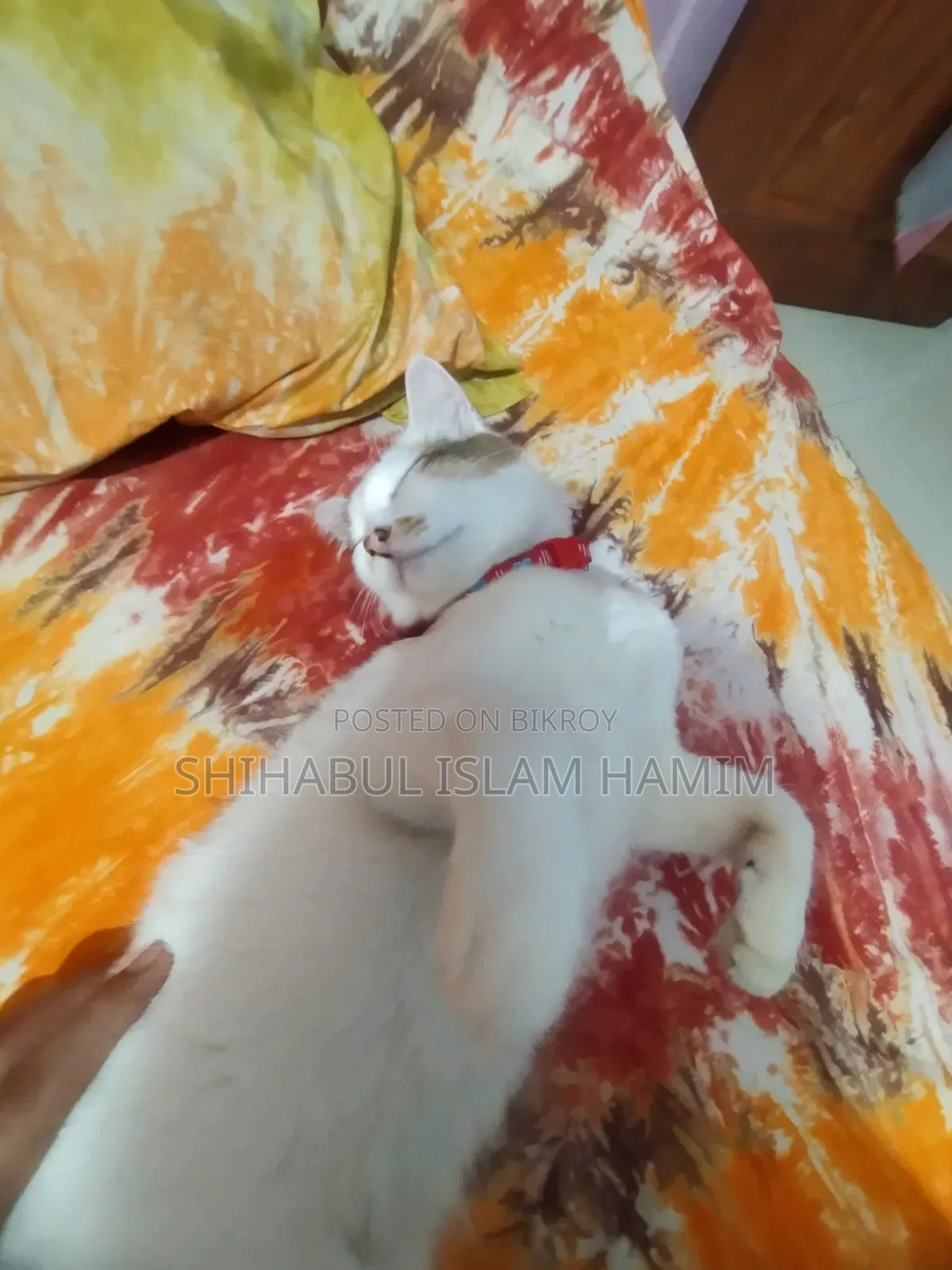 3-6 months Male Mixed Breed Persian