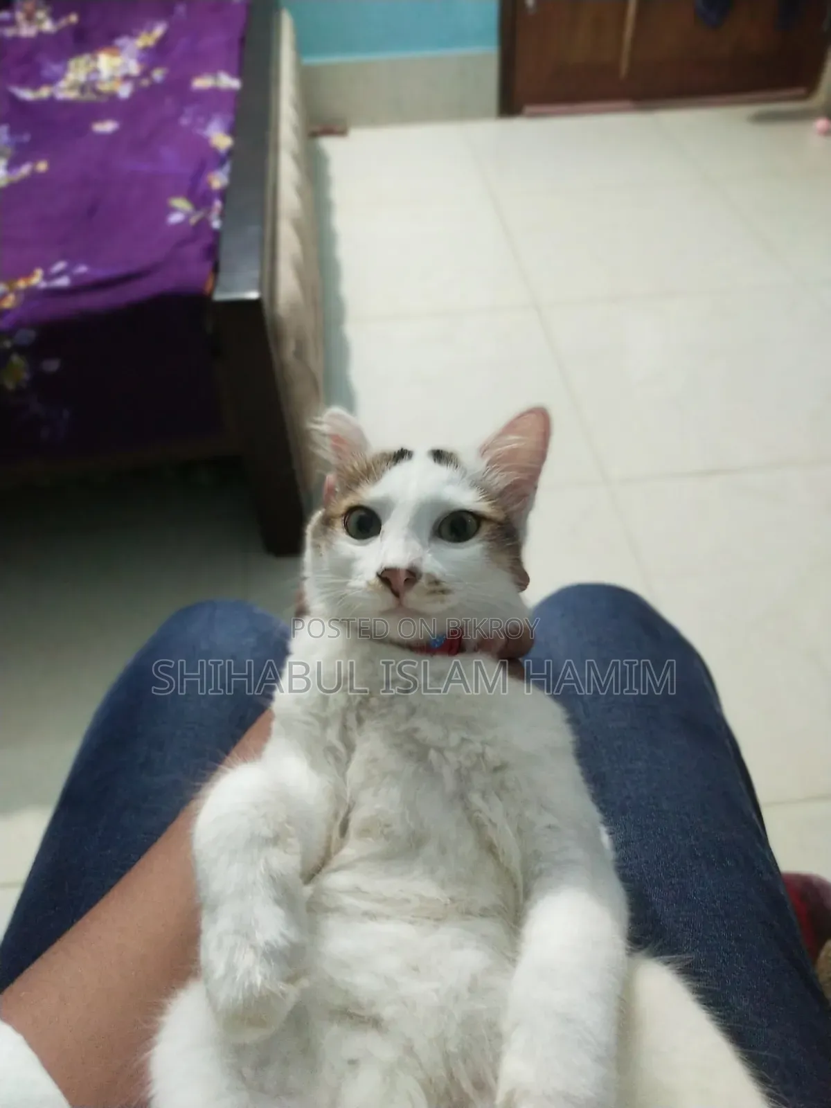 3-6 months Male Mixed Breed Persian