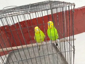 Budgerigar Running Pair For Sale