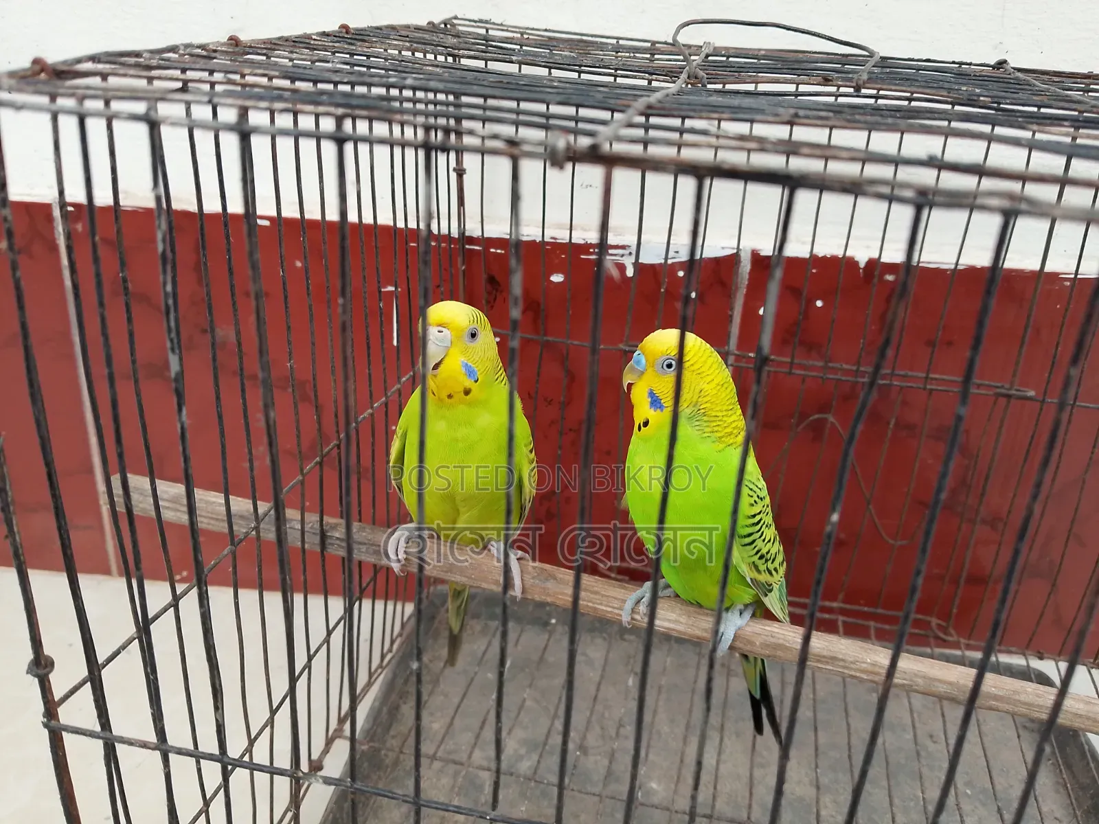 Budgerigar Running Pair For Sale