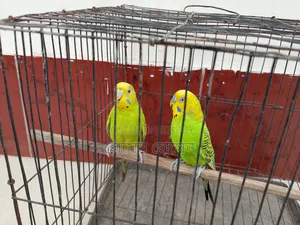 Budgerigar Running Pair For Sale