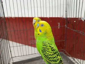 Budgerigar Running Pair For Sale