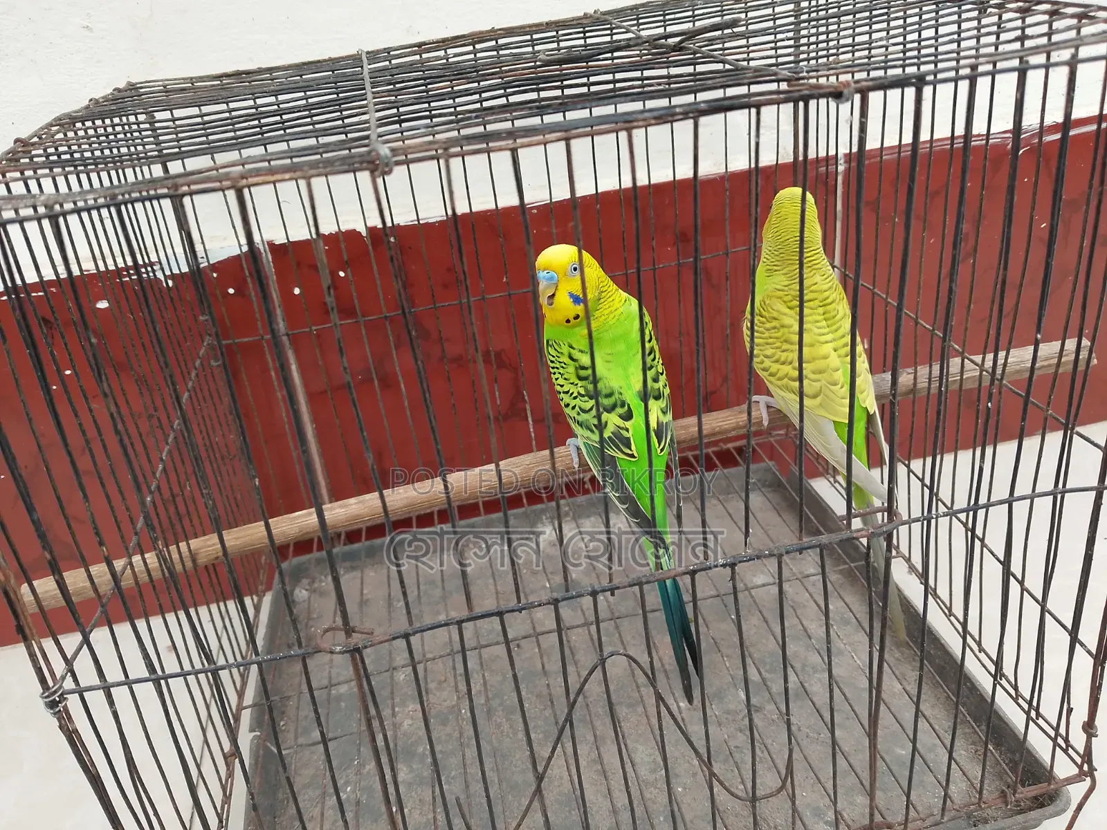 Budgerigar Running Pair For Sale