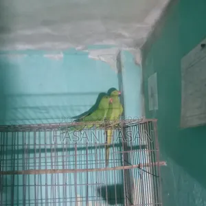 A pair of conure/lovebirds will be sold.