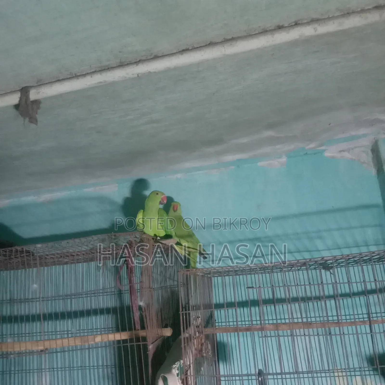 A pair of conure/lovebirds will be sold.
