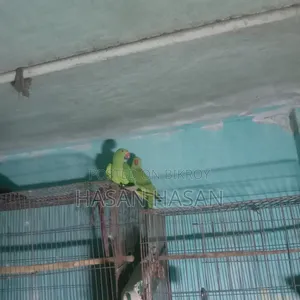 A pair of conure/lovebirds will be sold.
