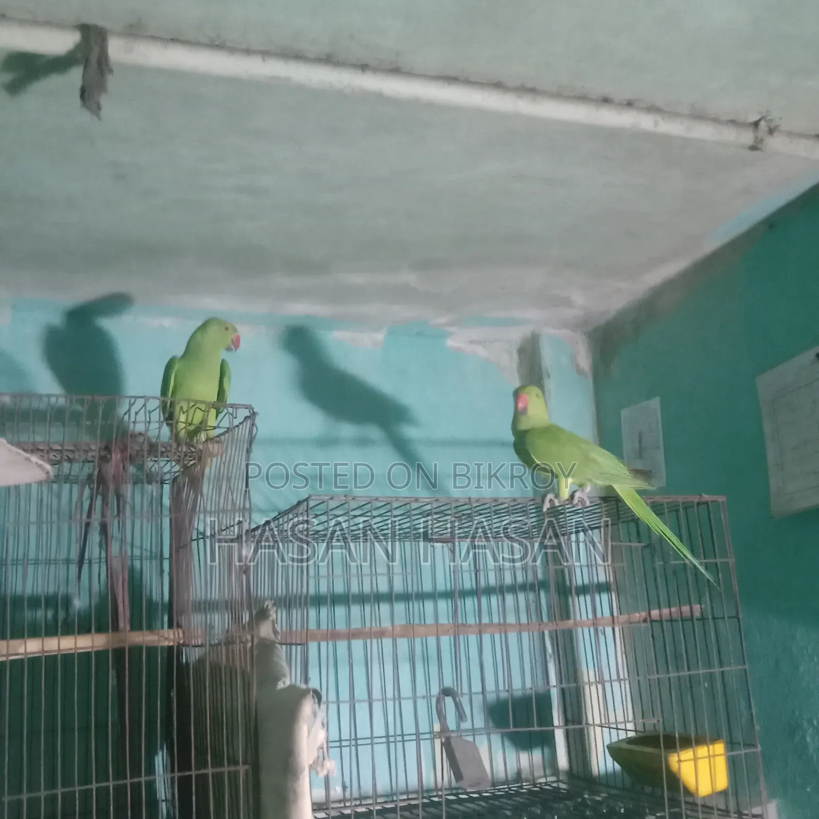 A pair of conure/lovebirds will be sold.