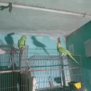 A pair of conure/lovebirds will be sold.