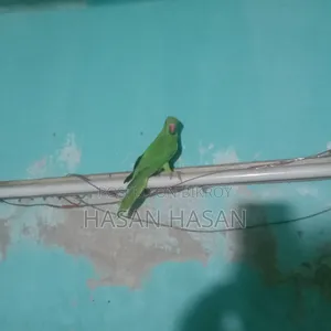 A pair of conure/lovebirds will be sold.