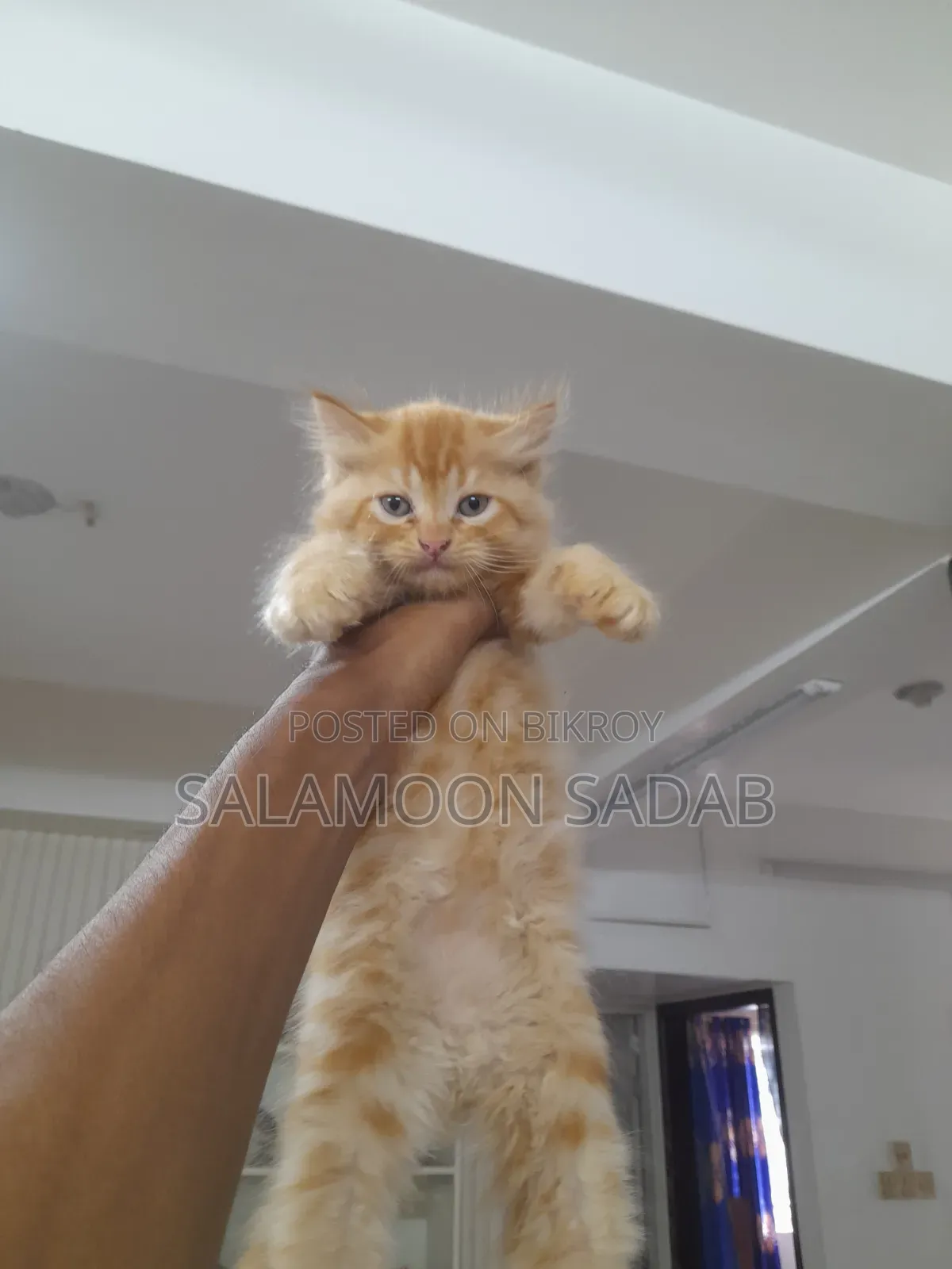 0-1 month Female Purebred Persian