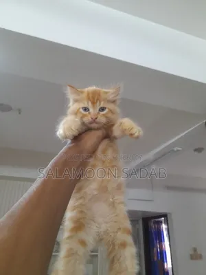 0-1 month Female Purebred Persian