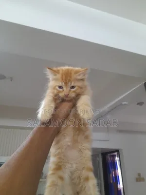 0-1 month Female Purebred Persian