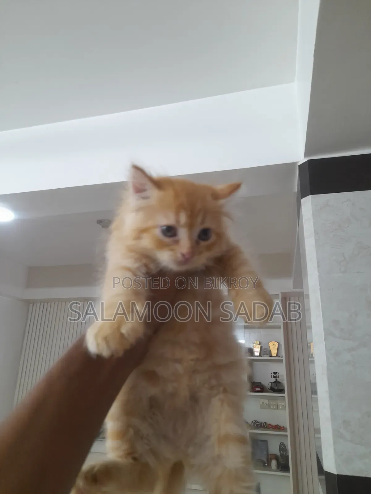 0-1 month Female Purebred Persian