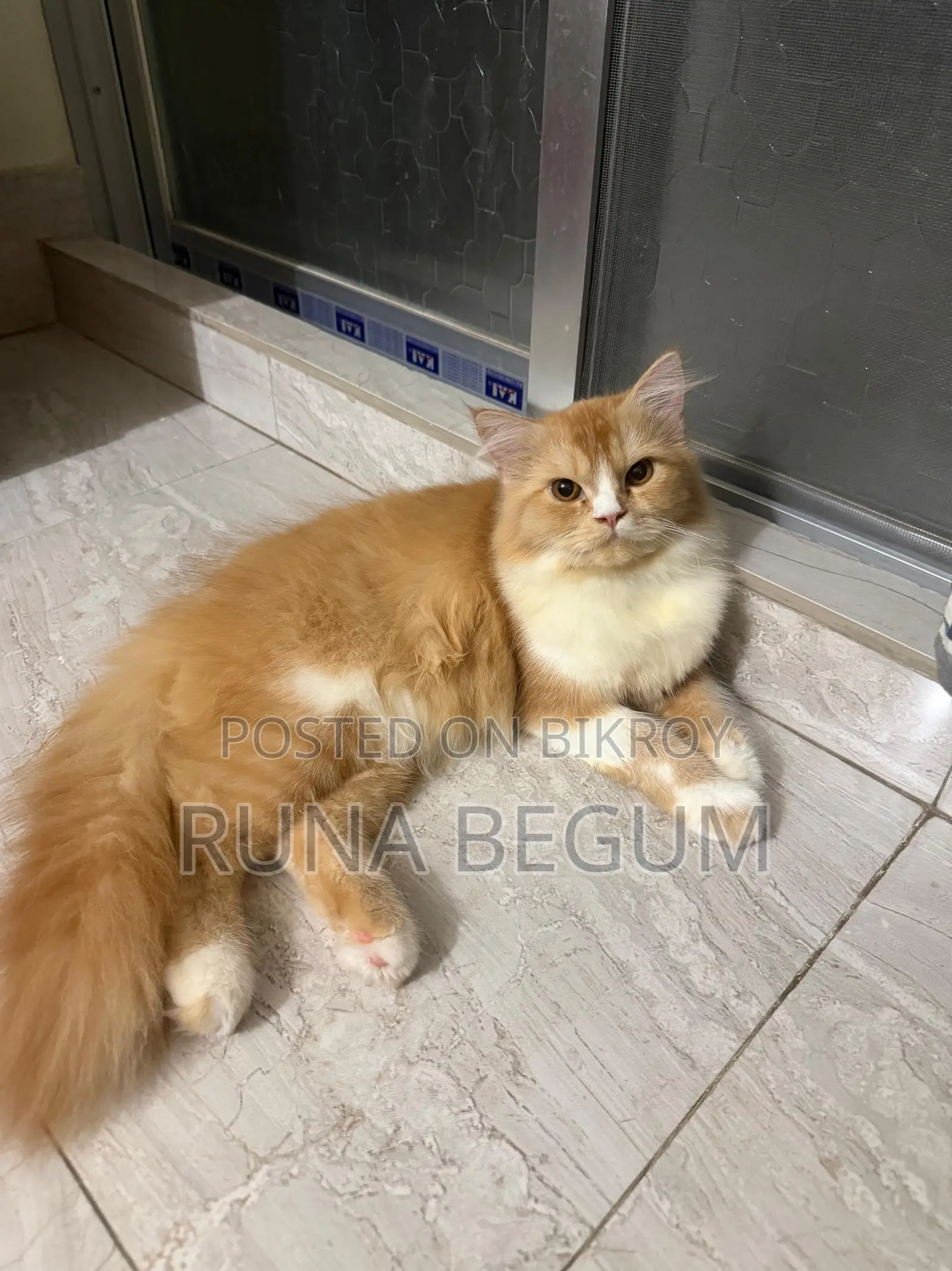 6 to 12 months Female Purebred Persian Cat
