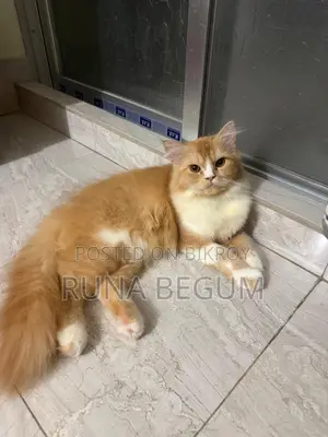 6 to 12 months Female Purebred Persian Cat