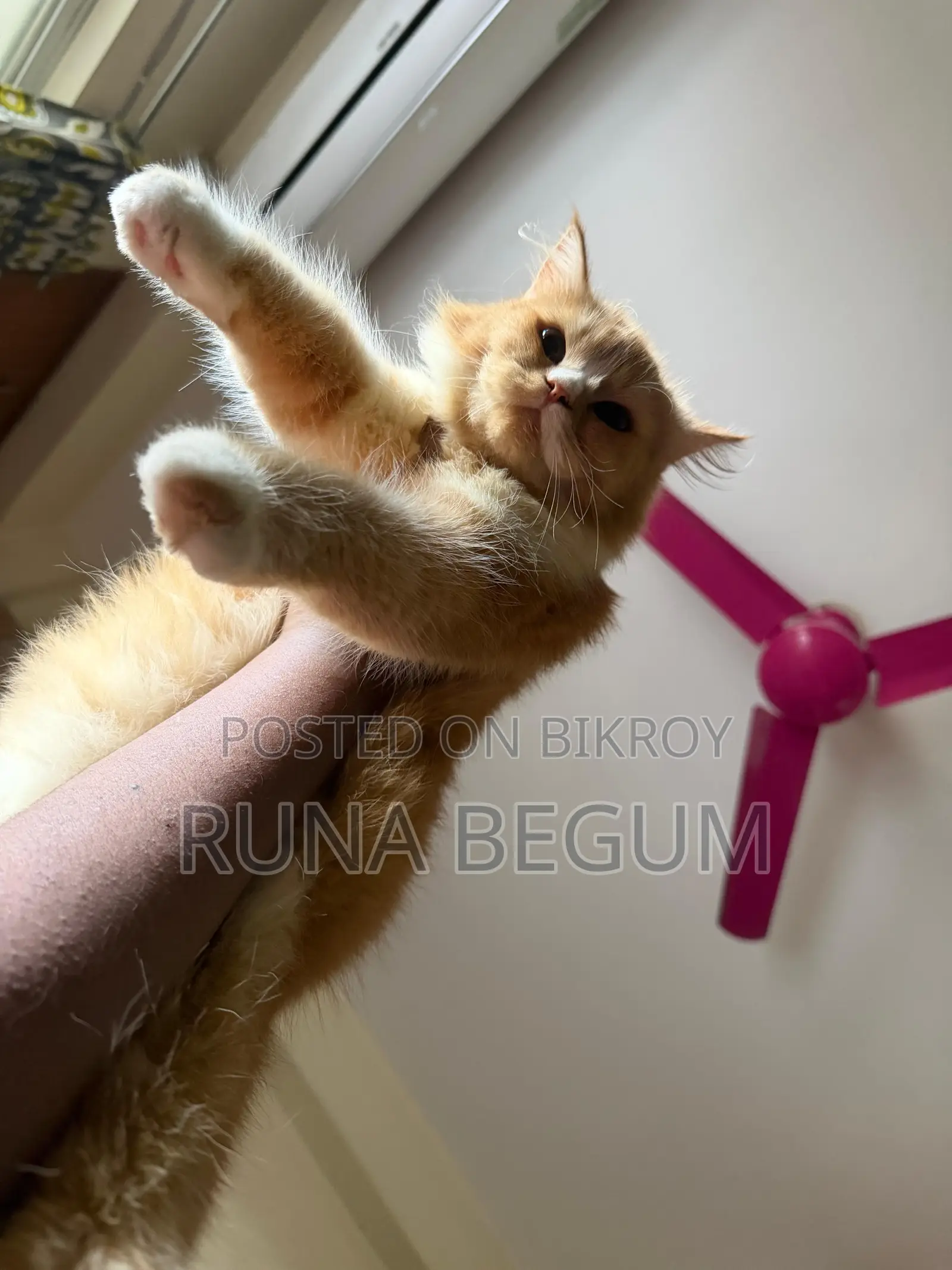 6 to 12 months Female Purebred Persian Cat