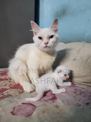 ১-৩ মাস বয়সী স্ত্রী খাঁটি জাতের তুর্কি অ্যাঙ্গোরা বিড়াল