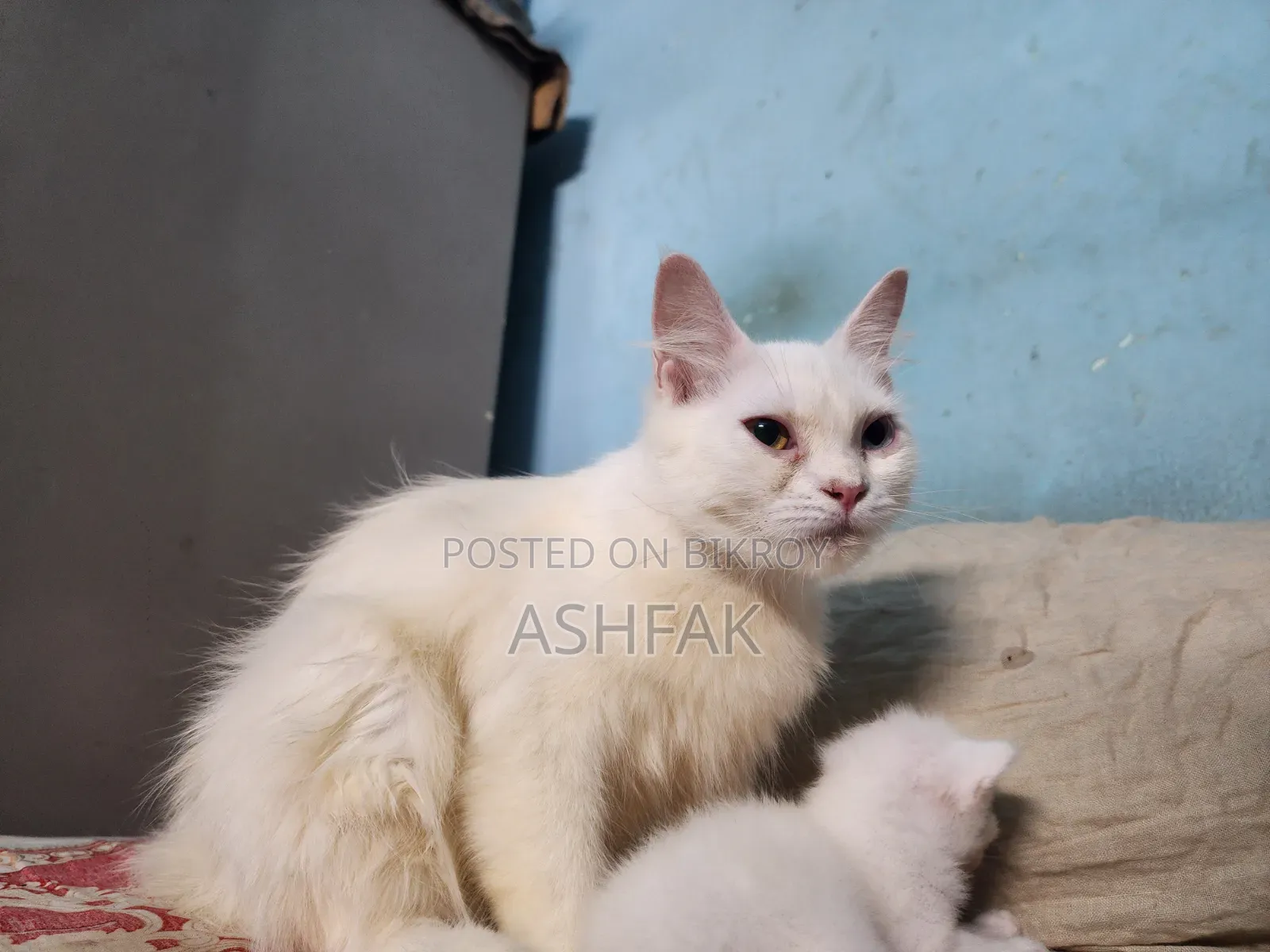 ১-৩ মাস বয়সী স্ত্রী খাঁটি জাতের তুর্কি অ্যাঙ্গোরা বিড়াল