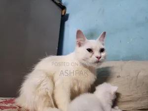 ১-৩ মাস বয়সী স্ত্রী খাঁটি জাতের তুর্কি অ্যাঙ্গোরা বিড়াল