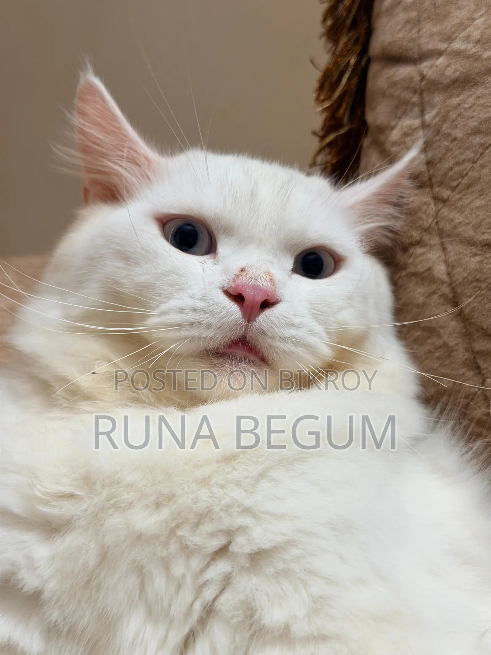 6-12 months Male Purebred Persian