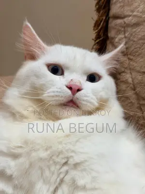 6-12 months Male Purebred Persian