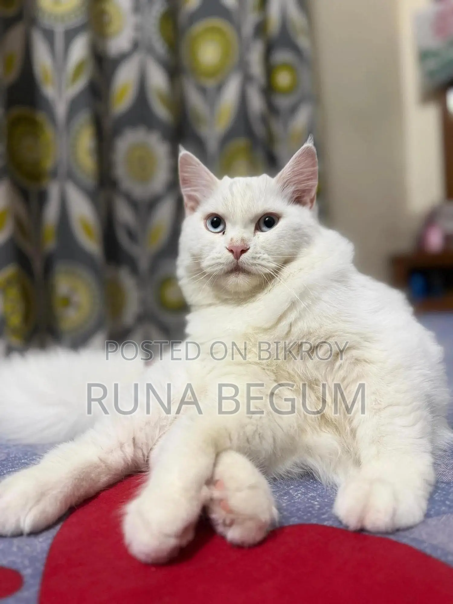 6-12 months Male Purebred Persian