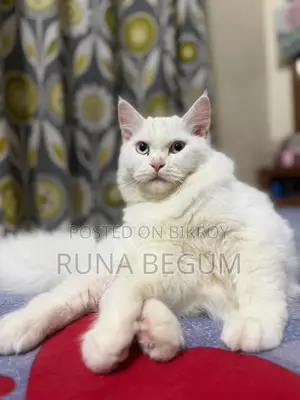 6-12 months Male Purebred Persian