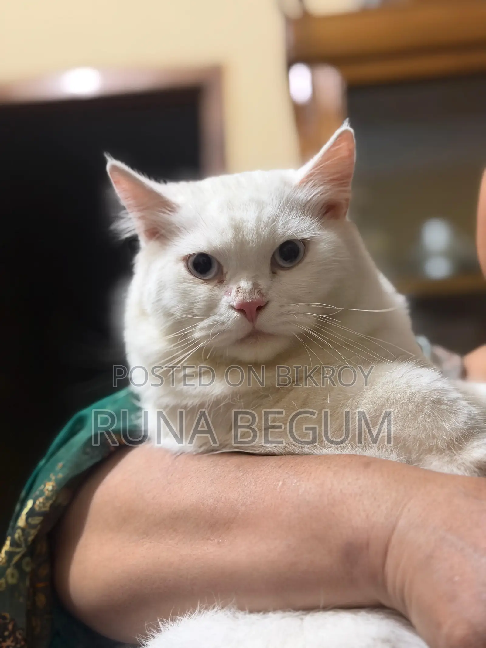 6-12 months Male Purebred Persian