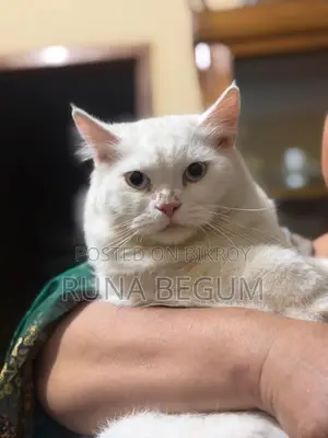 6-12 months Male Purebred Persian