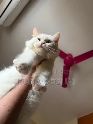 6-12 months Male Purebred Persian