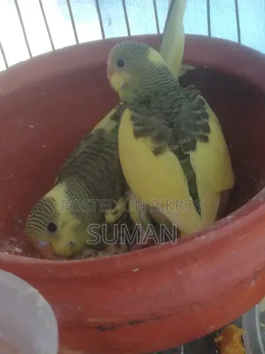 Budgerigar Bird
