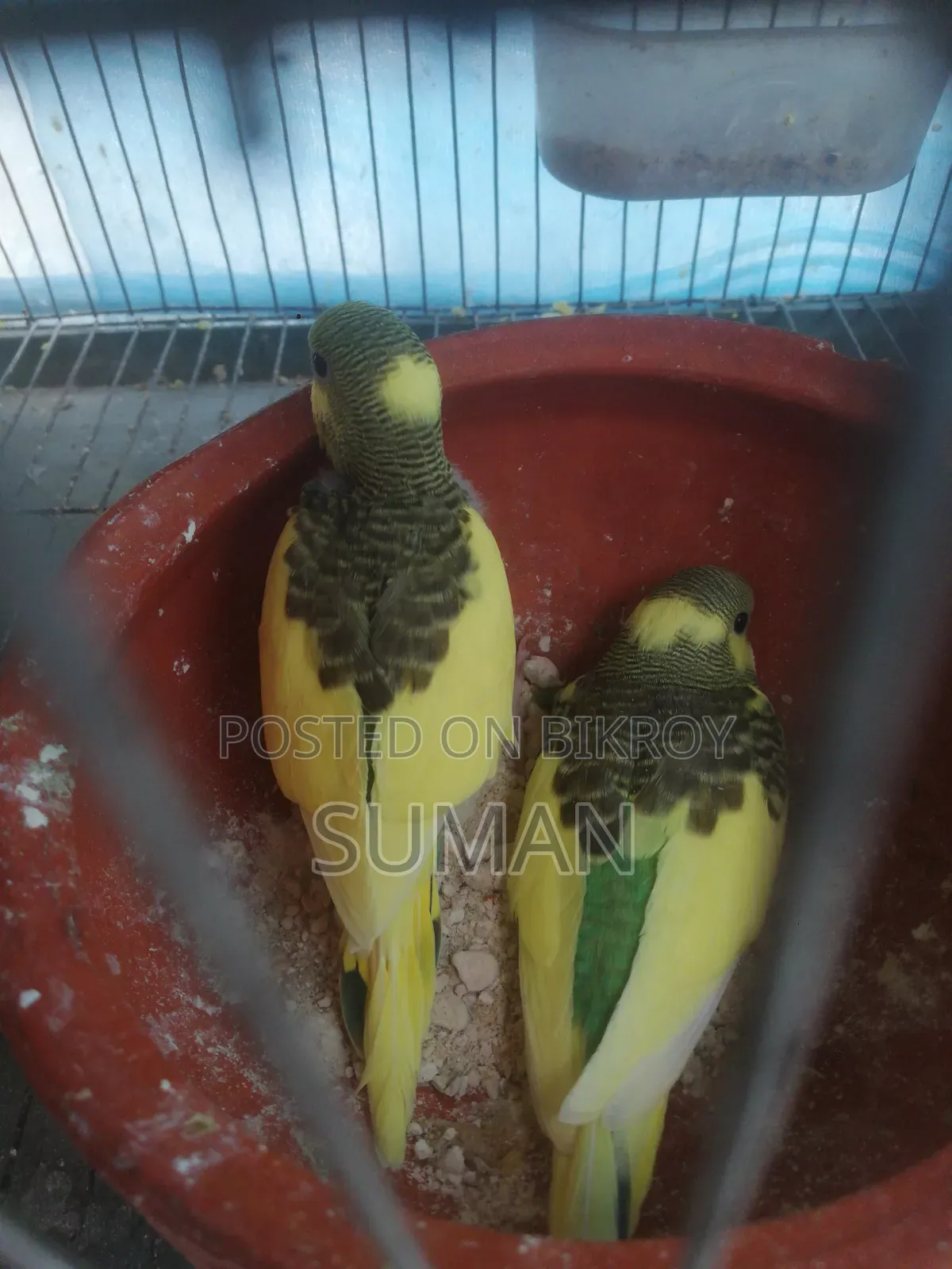Budgerigar Bird