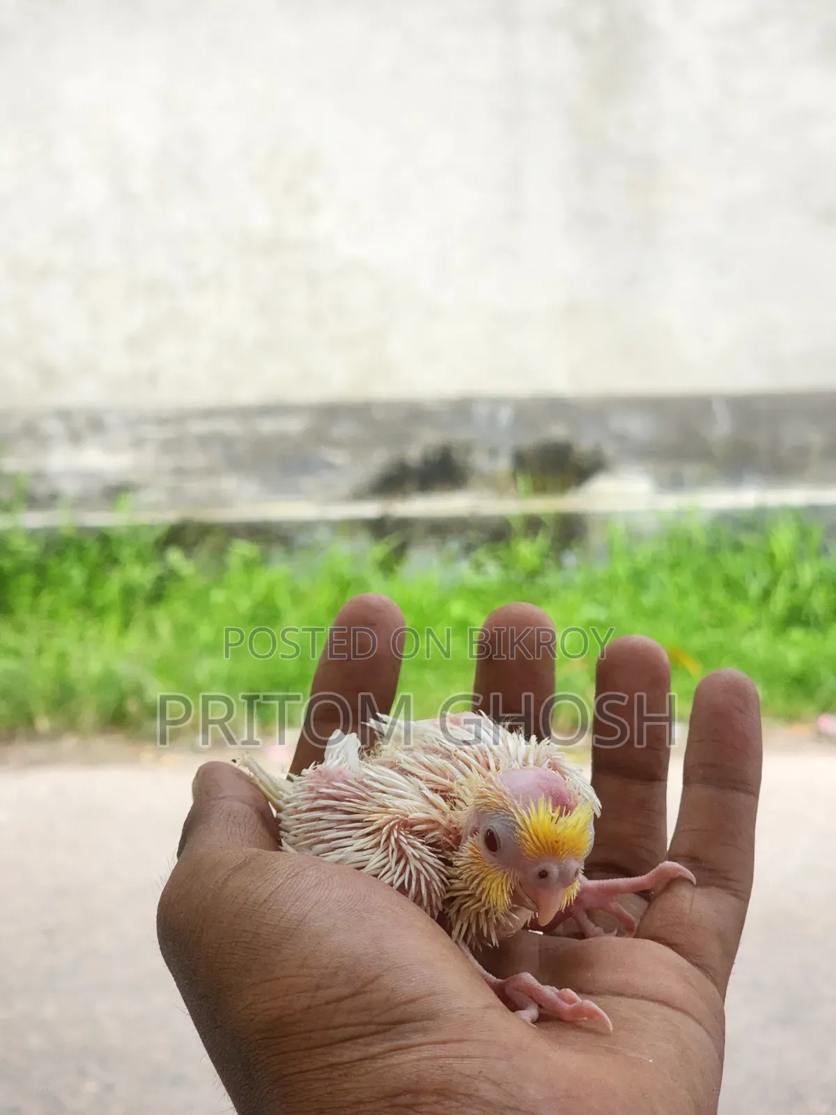 Cockatiel Baby