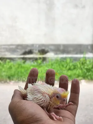 Cockatiel Baby