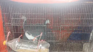 তিতির পাখি