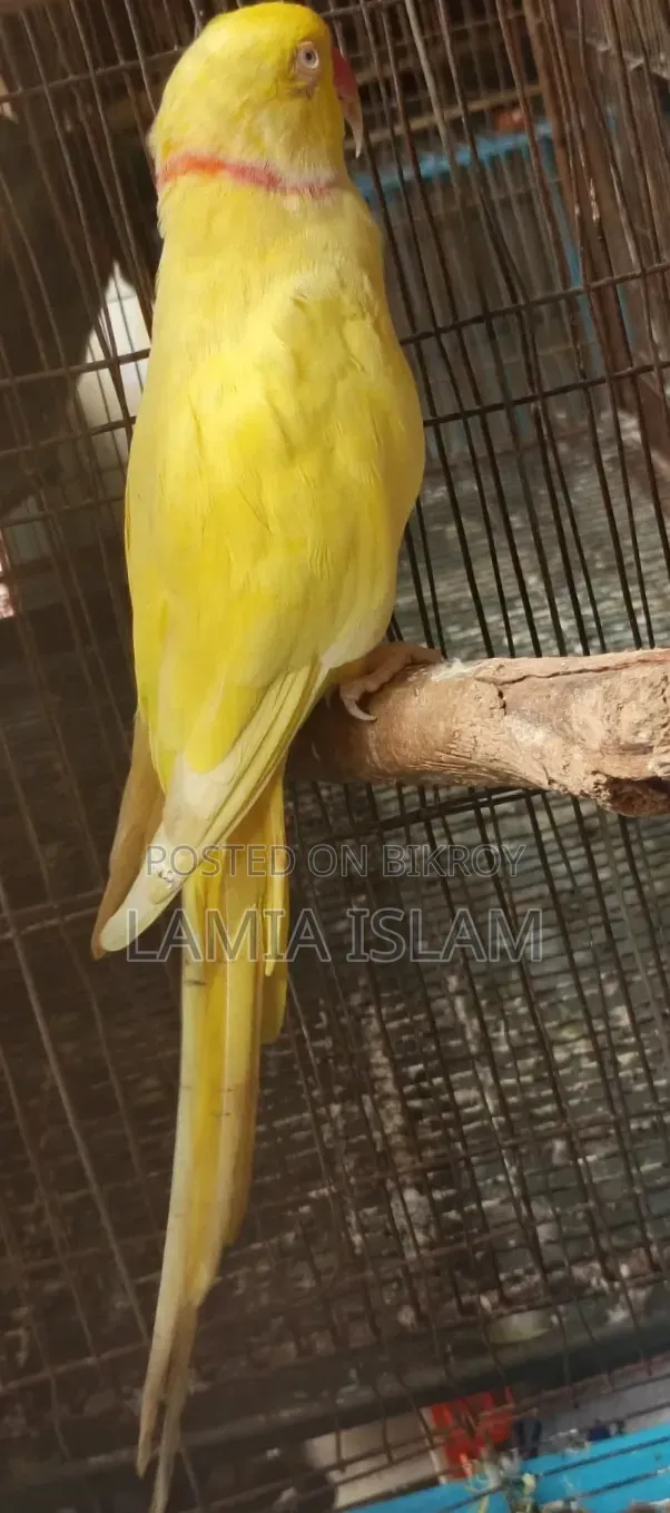Yellow Talking Parrot