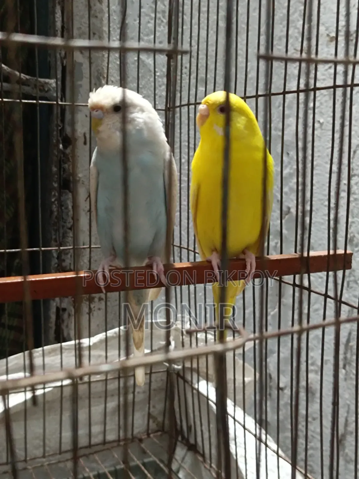 Budgerigar Birds