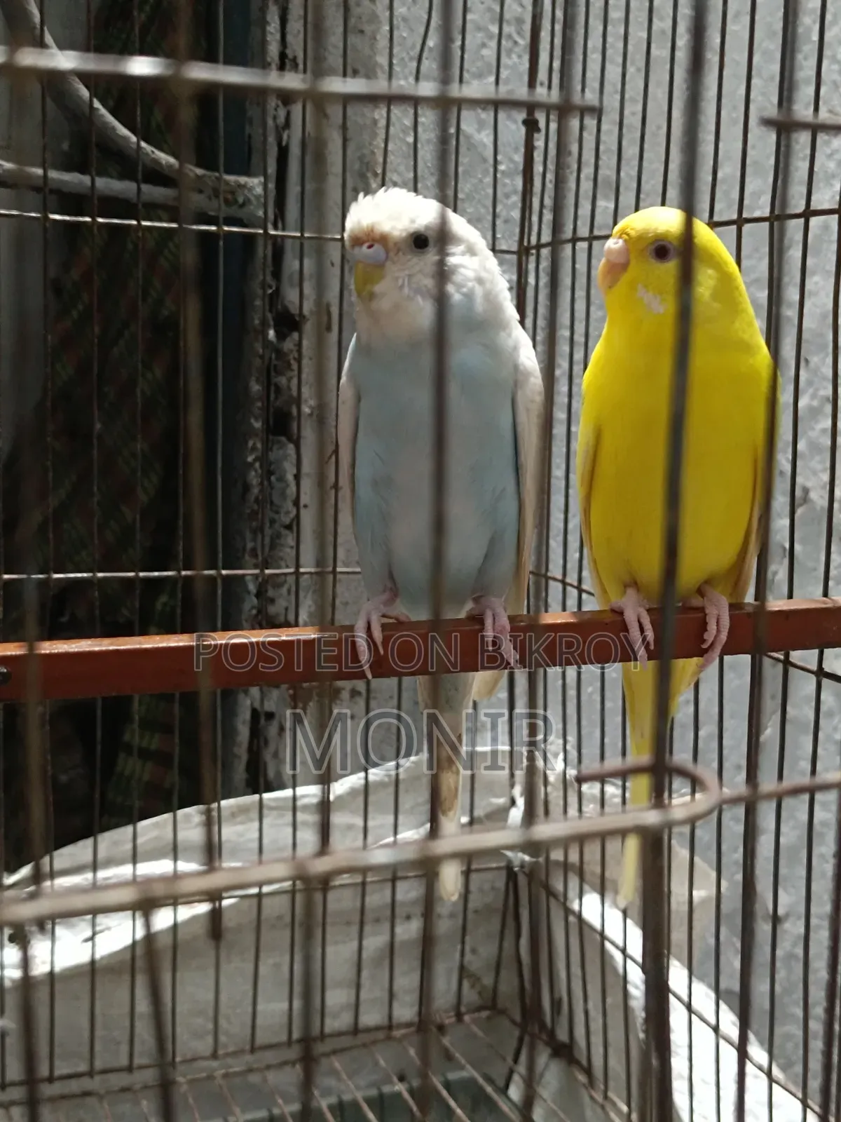 Budgerigar Birds