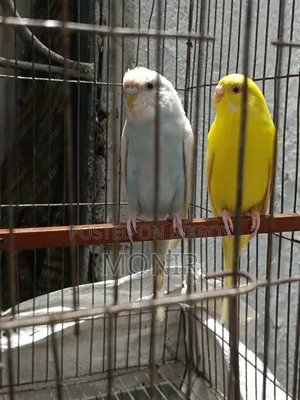 Budgerigar Birds