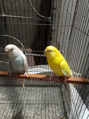 Budgerigar Birds