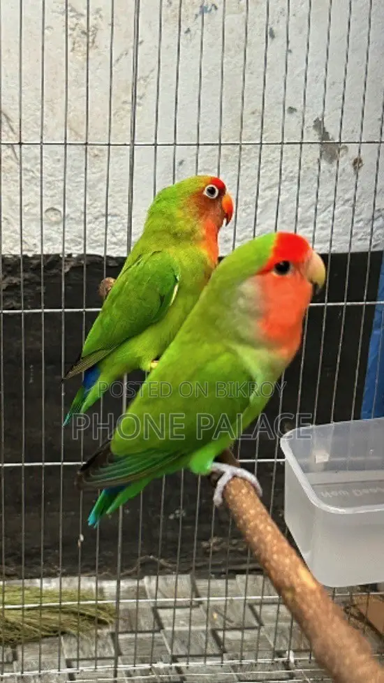 Green Peace Face Love Bird