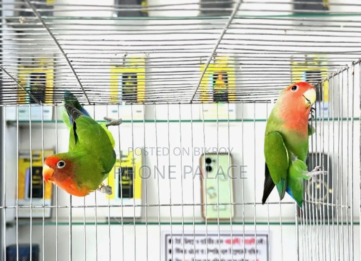 Green Peace Face Love Bird