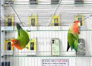 Green Peace Face Love Bird